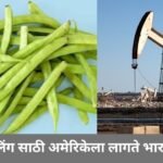गवारी ला नाक मुरडता?अहो गवार शिवाय अमेरिका Oil Drilling करूच शकत नाही -Guar चे ८० टक्के उत्पादन भारतच करतो 4 गवारी ला नाक मुरडता?अहो गवार शिवाय अमेरिका Oil Drilling करूच शकत नाही -Guar चे ८० टक्के उत्पादन भारतच करतो