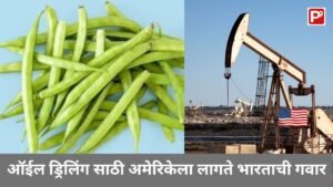 गवारी ला नाक मुरडता?अहो गवार शिवाय अमेरिका Oil Drilling करूच शकत नाही -Guar चे ८० टक्के उत्पादन भारतच करतो